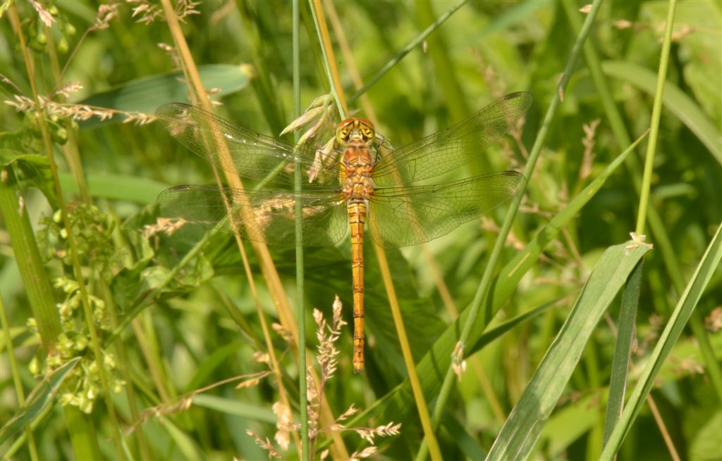 Sympetrum striolatum ?